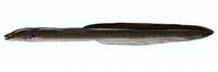 Pacific shortfinned eel (Anguilla obscura)