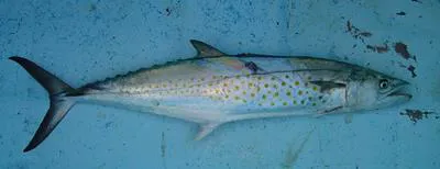 Pacific sierra (Scomberomorus sierra)
