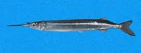 Pacific silverstripe halfbeak (Hyporhamphus naos)