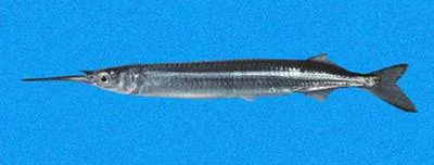 Pacific silverstripe halfbeak (Hyporhamphus naos)