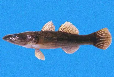 Pacific sleeper (Gobiomorus maculatus)