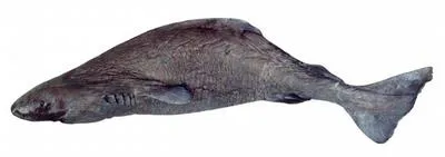 Pacific sleeper shark (Somniosus pacificus)