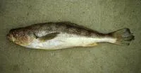 Pacific smalleye croaker (Nebris occidentalis)