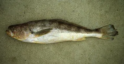 Pacific smalleye croaker (Nebris occidentalis)