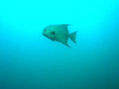 Pacific spadefish (Chaetodipterus zonatus)