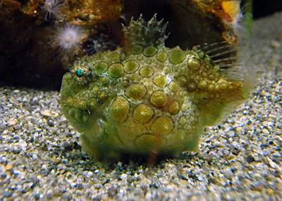 Pacific spiny lumpsucker (Eumicrotremus orbis)