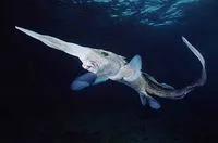 Pacific spookfish (Rhinochimaera pacifica)