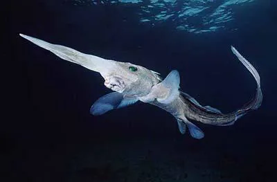 Pacific spookfish (Rhinochimaera pacifica)