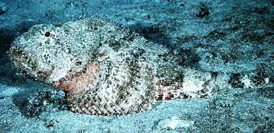 Pacific spotted scorpionfish (Scorpaena plumieri)