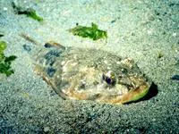 Pacific staghorn sculpin (Leptocottus armatus)