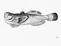 Pacific stargazer (Astroscopus zephyreus)