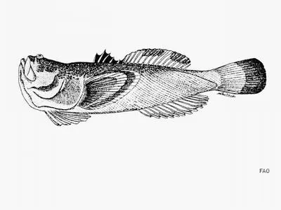 Pacific stargazer (Astroscopus zephyreus)