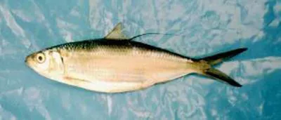 Pacific thread herring (Opisthonema libertate)