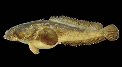 Pacific toadfish (Batrachoides pacifici)