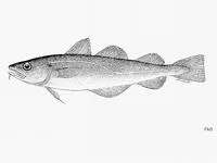 Pacific tomcod (Microgadus proximus)