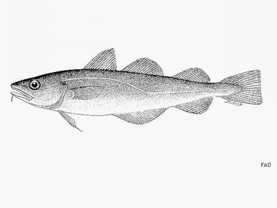 Pacific tomcod (Microgadus proximus)