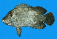 Pacific tripletail (Lobotes pacificus)