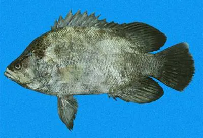 Pacific tripletail (Lobotes pacificus)