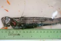 Pacific viperfish (Chauliodus macouni)