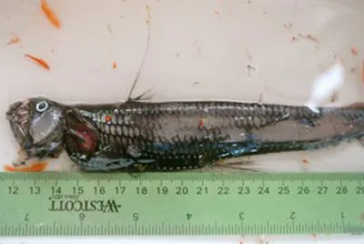 Pacific viperfish (Chauliodus macouni)