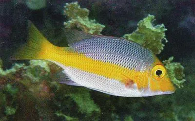 Pacific yellowtail emperor (Lethrinus atkinsoni)
