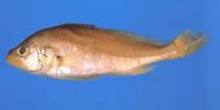 Pacora (Plagioscion surinamensis)