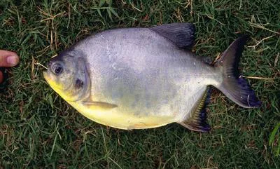 Pacu (Piaractus mesopotamicus)