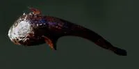 Pacuma toadfish (Batrachoides surinamensis)
