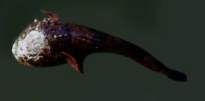 Pacuma toadfish (Batrachoides surinamensis)