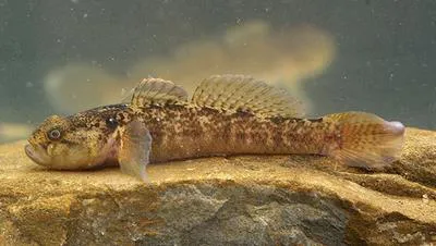 Padanian goby (Padogobius bonelli)