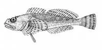 Padded sculpin (Artedius fenestralis)