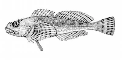 Padded sculpin (Artedius fenestralis)