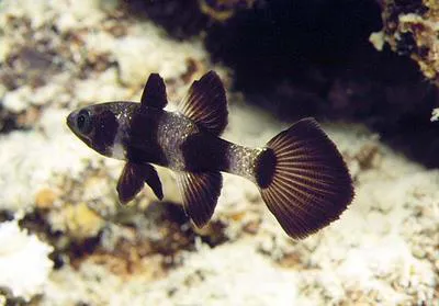 Paddlefish cardinalfish (Pseudamia zonata)