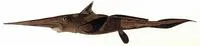 Paddlenose Chimaera (Rhinochimaera africana)