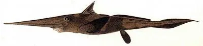 Paddlenose Chimaera (Rhinochimaera africana)