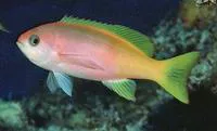 Painted anthias (Pseudanthias pictilis)