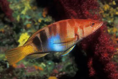 Painted comber (Serranus scriba)