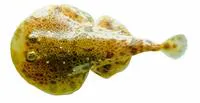 Painted electric ray (Diplobatis pictus)