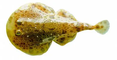 Painted electric ray (Diplobatis pictus)