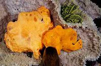 Painted frogfish (Antennarius pictus)