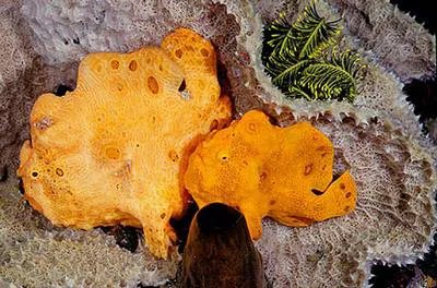 Painted frogfish (Antennarius pictus)