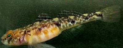 Painted goby (Pomatoschistus pictus)