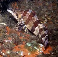 Painted greenling (Oxylebius pictus)