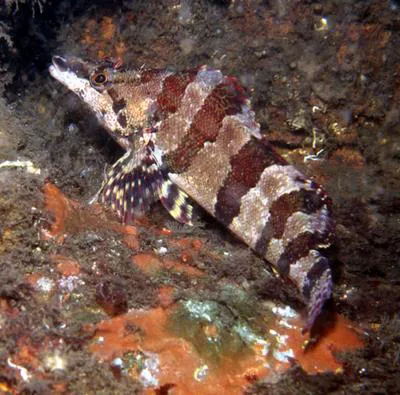 Painted greenling (Oxylebius pictus)