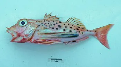 Painted latchet (Pterygotrigla andertoni)