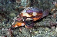 Painted stinger (Minous pictus)