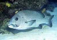Painted sweetlip (Plectorhinchus picus)