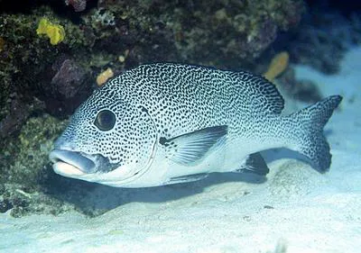 Painted sweetlip (Plectorhinchus picus)