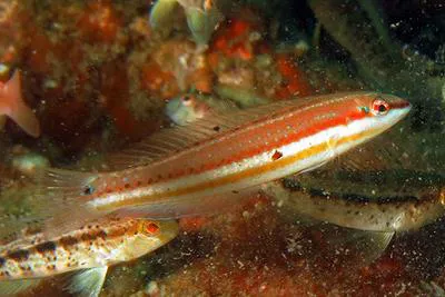 Painted wrasse (Halichoeres caudalis)