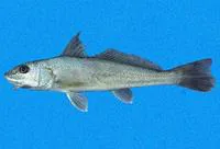 Paita kingcroaker (Menticirrhus paitensis)